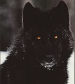 Wintergreen's old profile picture of a black wolf.