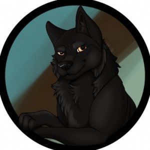 Wintergreen's current profile picture of a black wolf with yellow eyes over a zoophile flag backgound, on Twitter.